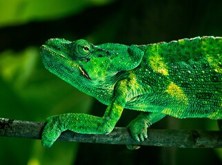 Closeup shot of a chameleon lizard at the zoo
