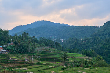 Fototapeta na wymiar Elegant Landscape with Neatly Aligned Rice Fields on the Hill