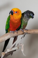 Obraz premium Vertical shot of Conure parrots perched on a branch on a white background