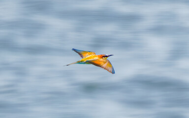 European Bee-eater Merops apiaster bird with an insect in his mouth