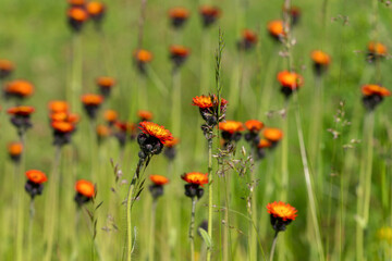 Pilosella aurantiaca (fox-and-cubs, orange hawk bit, devil's paintbrush, grim-the-collier) against a mountain landscape. Flowering Pilosella aurantiaca in natural habitat - Carpathians
