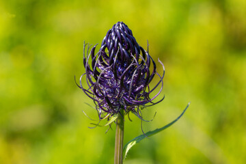 Phyteuma vagneri is a species of perennial herbaceous plants of the Campanulaceae family, endemic...