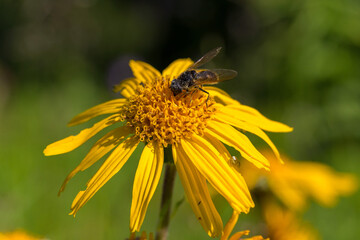 Arnica Montana (leopard's bane) flower in alpine meadows and its natural pollinators Syrphidae flies and butterflies. The unique high-altitude flora, fauna and ecosystem of the Carpathians.