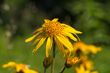 Arnica Montana flower in alpine meadows. leopard's bane (Arnica montana) on a meadow in the Carpathian Mountains. Flowering alpine meadows with Arnica Montana