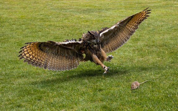 Eagle owl on the attack with his large talons