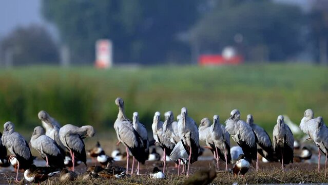 The Asian openbill or Asian openbill stork (Anastomus oscitans)