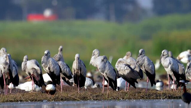The Asian openbill or Asian openbill stork (Anastomus oscitans)