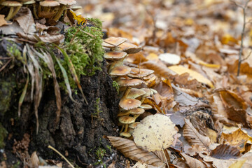 Autumn forest, yellow and brown colors, leaves and mushrooms, walk, sun