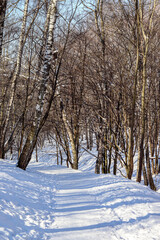 Winter landscape. New Year card, Christmas. Winter holidays. Snow covered park, forest, frost, romance. Photo, wallpaper, macro photo.