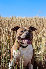 Dog portrait. American Staffordshire Terrier on the background of a field with wheat, rye. Dog model. Postcard, photo, advertising, wallpaper.