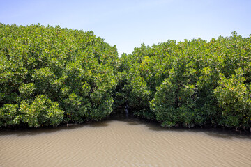Mangroves in brackish water on the coast creating shoreline stabilization and a home for a rich biodiversity