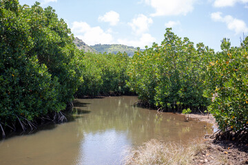 Mangroves in brackish water on the coast creating shoreline stabilization and a home for a rich...