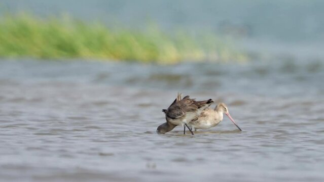 The black-tailed godwit (Limosa limosa)