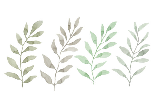 watercolor leaves illustration set - green leaf branches collection for wedding, greetings, stationary, wallpapers, fashion, background. olive, green leaves, Eucalyptus etc