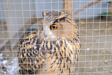 poultry farm.A beautiful owl sits behind a protective net in a cage