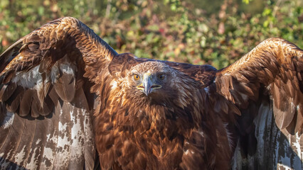 close up of a golden eagle with its beak slightly open. It is staring forward almost at the camera. Its wings are raised in an aggressive way - 676454440