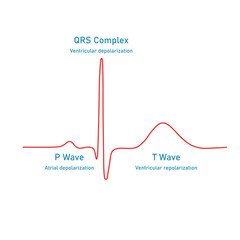 Ventricular repolarization, T wave. The QT interval of ECG. The cardiac cycle. ECG of a heart in normal sinus rhythm. Resources for teachers and students.