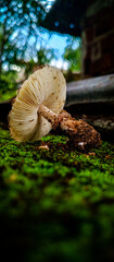 mushroom in the forest