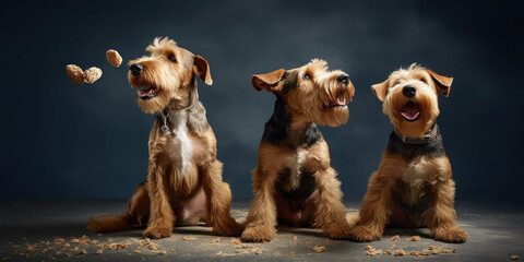 Energetic Airedale Terriers in Action: Catching Treats.  - obrazy, fototapety, plakaty
