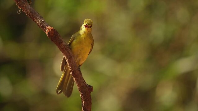 The yellow-browed bulbul (Acritillas indica)