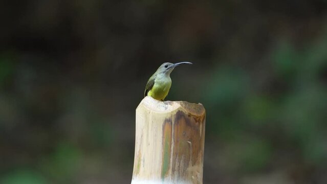 The little spiderhunter (Arachnothera longirostra) is a species of long-billed nectar-feeding bird in the family Nectariniidae.