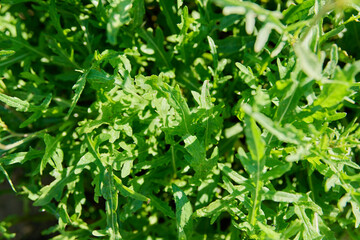 Top view closeup of arugula leaves in sunlight