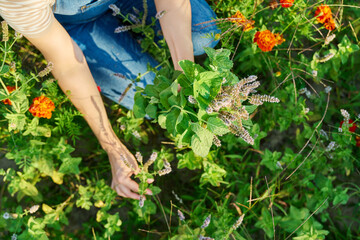 Branches of flowering mint in hands of woman, harvest of herbs