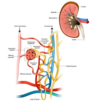 Structure of the Nephron and Glomerular filtration or glomerulus. Nephrology. Renal physiology.