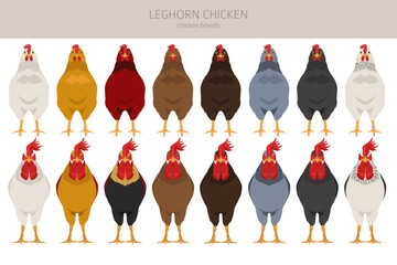 Leghorn Chicken breeds clipart. Poultry and farm animals. Different colors set © a7880ss
