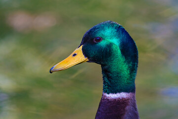 Portrait of a colored duck close-up
