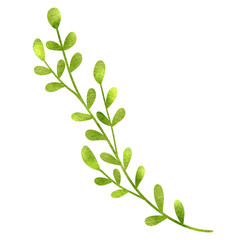 green leaves isolated on white background