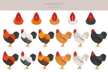 Wyandotte Chicken breeds clipart. Poultry and farm animals. Different colors set © a7880ss