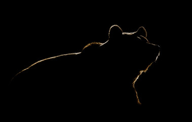 Brown bear contour on black background