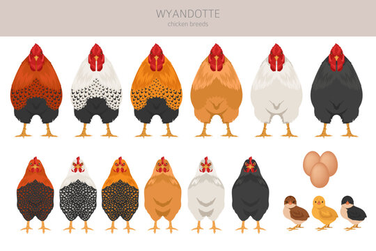Wyandotte Chicken breeds clipart. Poultry and farm animals. Different colors set
