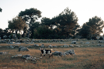 Charming mountain landscape with mountain goats at sunset. Lycian Way.