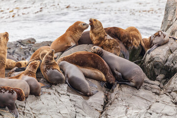 Unspoilt, wild nature in Patagonia in the Beagle Channel.