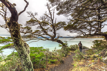 Nice Forest in Tierra del Fuego National Park.