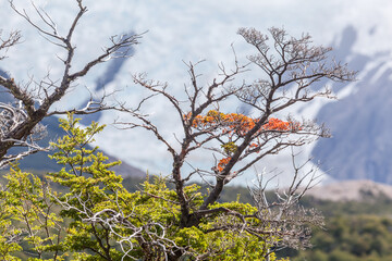 View of Los Glaciares National Park, El Chalten,Patagonia, Argentina.
