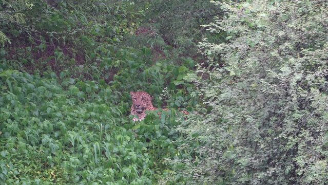 The Indian leopard (Panthera pardus fusca)