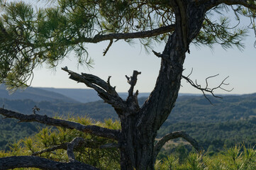 Old tree in the mountains