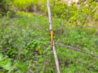 A Dragonfly Doji is a type of candlestick pattern that can signal a potential price reversal, either to the downside or upside, depending on past price action.