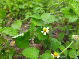tridax daisy flowers