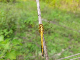 A Dragonfly Doji is a type of candlestick pattern that can signal a potential price reversal, either to the downside or upside, depending on past price action.