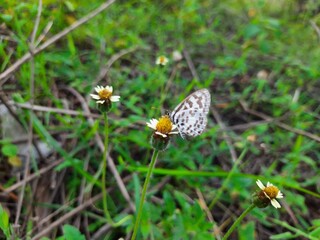 tridax daisy flowers and a fly sitting on it