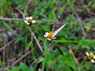 tridax daisy flowers and a fly sitting on it