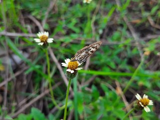 tridax daisy flowers and a fly sitting on it
