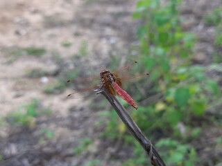 A Dragonfly Doji is a type of candlestick pattern that can signal a potential price reversal, either to the downside or upside, depending on past price action.