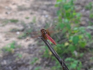 A Dragonfly Doji is a type of candlestick pattern that can signal a potential price reversal, either to the downside or upside, depending on past price action.