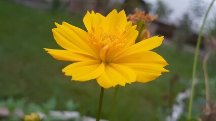 cosmos sulphureus flowers are a gloden yellow color. plants are very adaptable and are suitable.