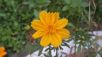 cosmos sulphureus flowers are a gloden yellow color. plants are very adaptable and are suitable.